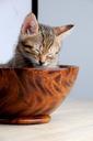 pet-cat-sleeping-their-palate-doze-882442.jpg