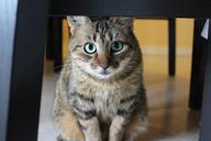 cat-tabby-cat-green-cat-eyes-1297001.jpg