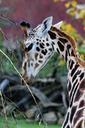 giraffe-head-portrait-enclosure-348303.jpg