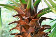 palm-tree-tree-palm-trunk-sheaths-284704.jpg