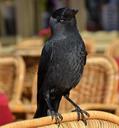 raven-bird-animal-black-fly-1346319.jpg