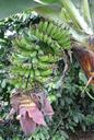 banana-costa-rica-banana-plantation-642772.jpg