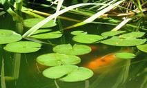 koi-pond-lily-pad-fish-koi-pond-383556.jpg