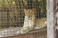 lion-lioness-animal-zoo-zoological-469287.jpg