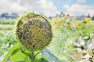 sunflower-sunflower-field-flower-554097.jpg