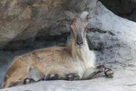 goat-rock-animal-nature-wildlife-644024.jpg