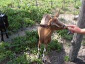 goat-animal-pets-420052.jpg