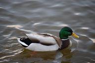 mallard-male-mallard-duck-pond-641785.jpg