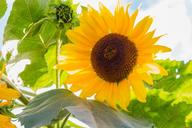 sunflower-sky-yellow-the-sun-1626383.jpg