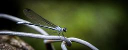 damselfly-insect-wings-portrait-1136162.jpg