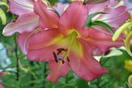 lily-flower-leaves-stamens-pink-420835.jpg