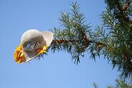 hat-tree-green-nature-968581.jpg