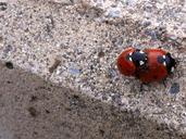 ladybug-pebble-nature-646664.jpg