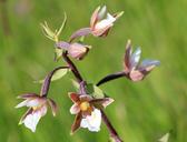 swamp-gigantea-orchid-wild-flower-283010.jpg