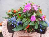 flowerpot-plant-flowers-398104.jpg