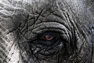 elephant-animal-africa-close-eye-627886.jpg