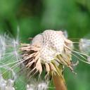 weed-head-plant-delicate-dandelion-776301.jpg