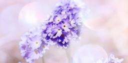 primrose-drumstick-flowers-blue-720204.jpg