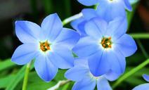 alpine-flower-blue-flower-alpine-1039308.jpg