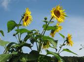 sunflowers-flowers-giverny-528945.jpg