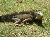 reptile-iguana-lizard-nature-1000864.jpg