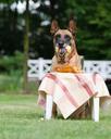 dog-trick-dog-shows-a-trick-malinois-672644.jpg