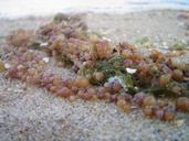 Sargassum_(Seaweed).jpg