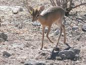 antelope-africa-animal-mammal-257744.jpg