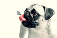 dog-pug-animal-pet-cute-chubby-716530.jpg