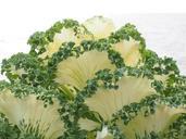 ornamental-cabbage-leaves-detail-779962.jpg