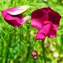 farmland-vetch-vetch-flower-meadow-1541260.jpg