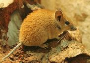 desert-mouse-mouse-animal-nager-558811.jpg