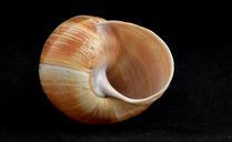 snail-shell-snail-shell-empty-slow-316475.jpg