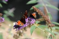 peacock-butterfly-butterfly-485833.jpg