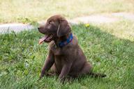 labrador-puppy-chocolate-805856.jpg