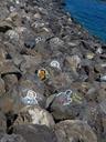 shore-stones-stones-painted-artwork-406460.jpg