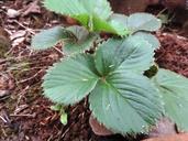 strawberry-plant-morangueira-ground-467842.jpg