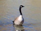 geese-goose-bird-nature-wildlife-675393.jpg