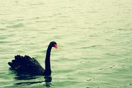 black-swan-green-water-serenity-1197675.jpg