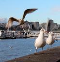 bird-flight-ala-thames-london-273933.jpg