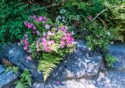 flowers-rock-ferns-plant-nature-1449377.jpg