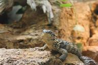 reptile-zoo-animals-animal-981441.jpg