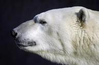 polar-bear-animal-predator-head-498263.jpg