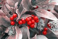 berries-berry-red-leaves-silver-316970.jpg