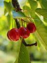 cherries-fruits-fruit-red-ripe-592252.jpg