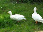 ducks-poultry-spring-dress-animals-649468.jpg