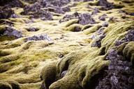 green-moss-iceland-lava-rock-1039664.jpg