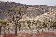 Joshua_trees_along_Park_Boulevard.jpg