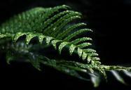 fern-green-plant-leaf-fern-1003093.jpg