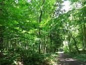 forest-spring-belgium-645069.jpg